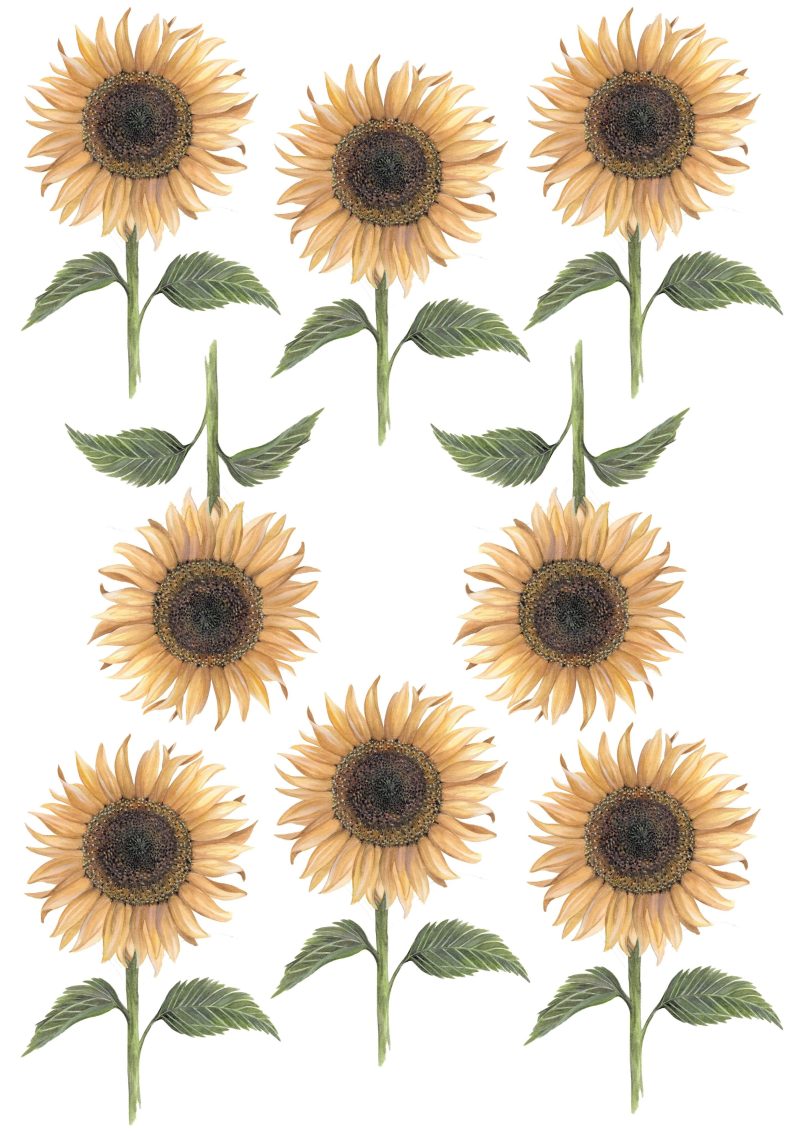 Sunflowerwalldecals