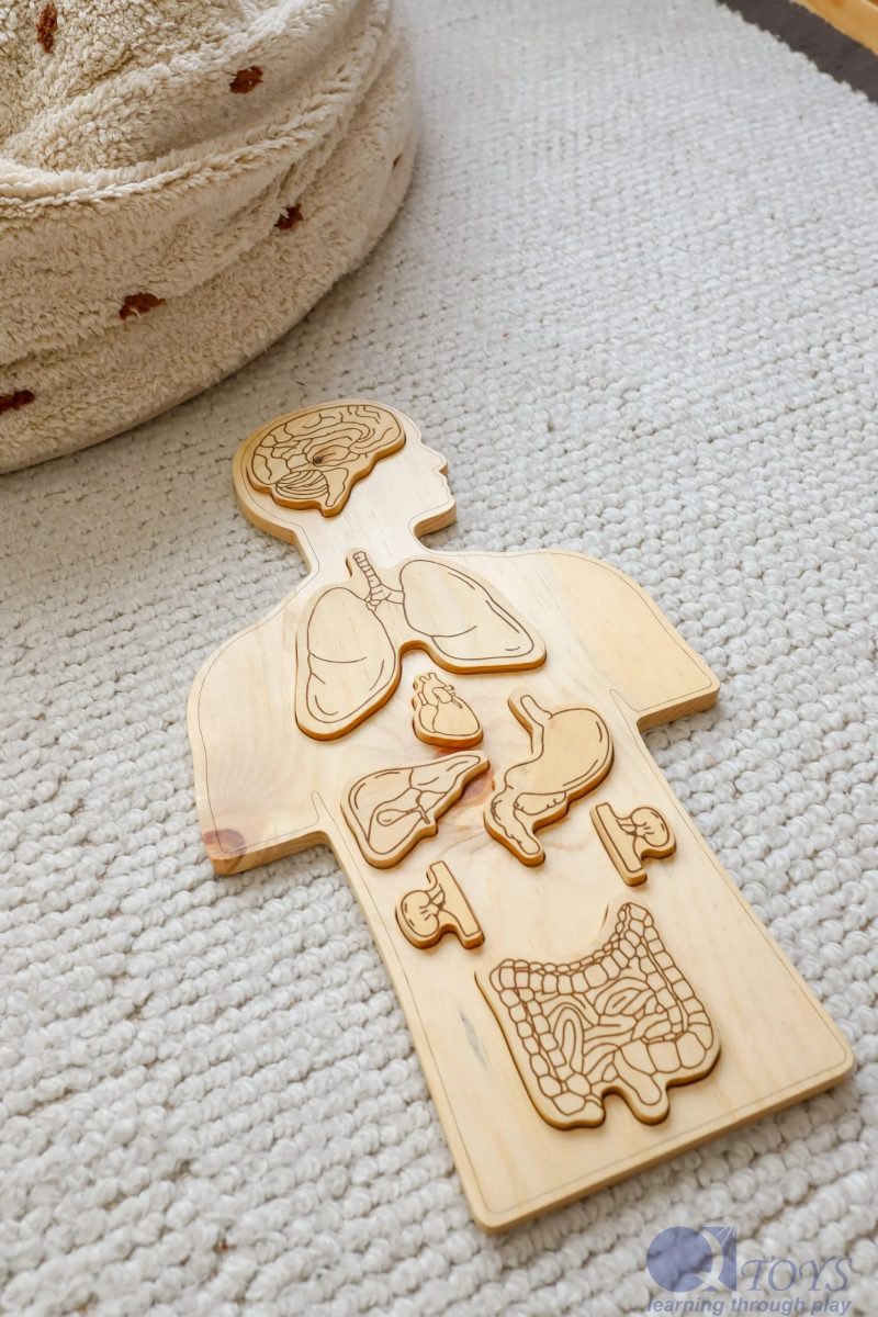 WoodenAnatomyPuzzle2