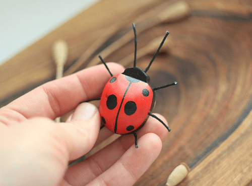 ladybug2