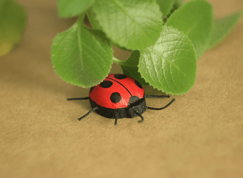 ladybug5